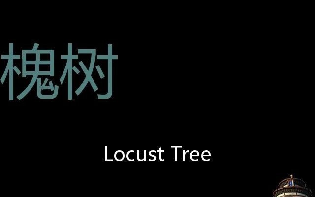 槐树 Chinese Pronunciation locust tree哔哩哔哩bilibili