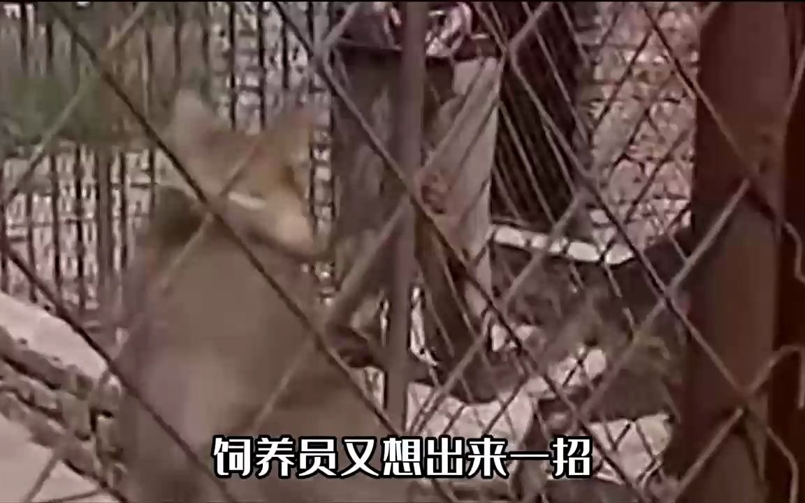 [图]一只狼爱上了狗？黑龙江母狼为“爱”闯村，最终竟产下怪异狼犬