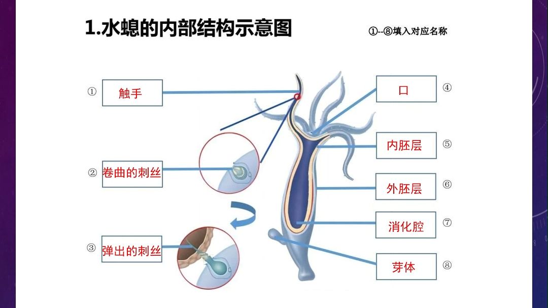 24年新人教版八年级生物上册20个重点结构示意图哔哩哔哩bilibili