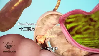 大便为什么是黄色，食物消化的过程，3D演示。。