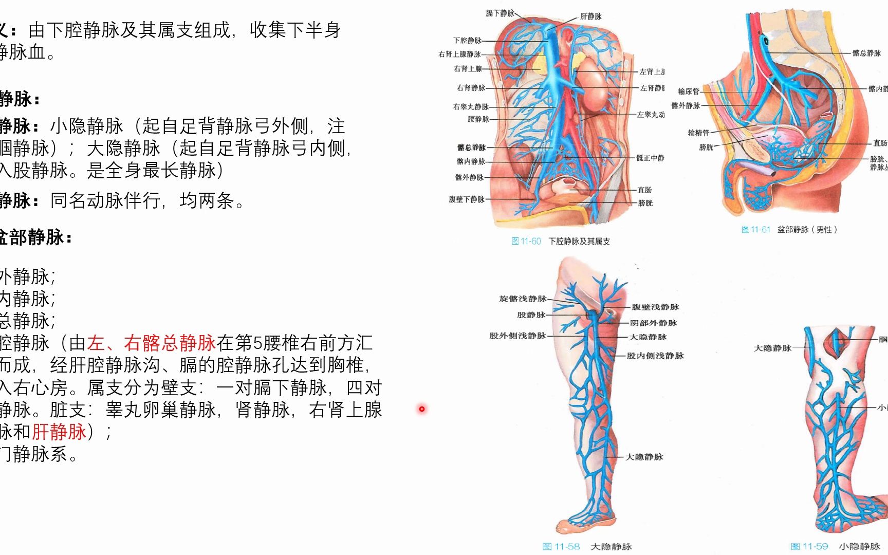 系统解剖学心血管系统之体循环的静脉(下腔静脉系)哔哩哔哩bilibili