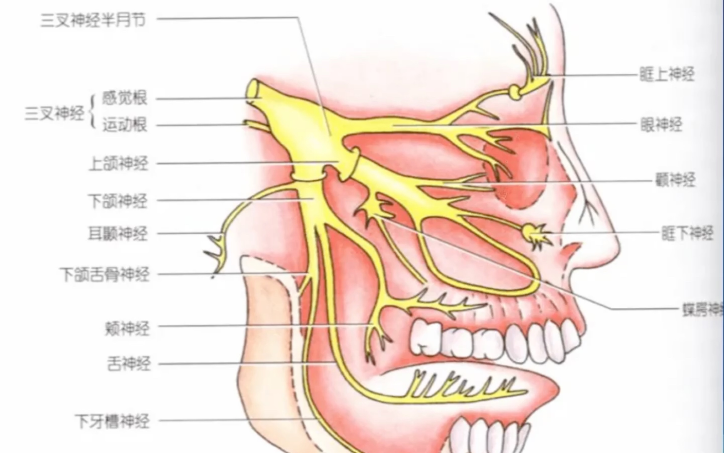 口腔颌面部神经哔哩哔哩bilibili