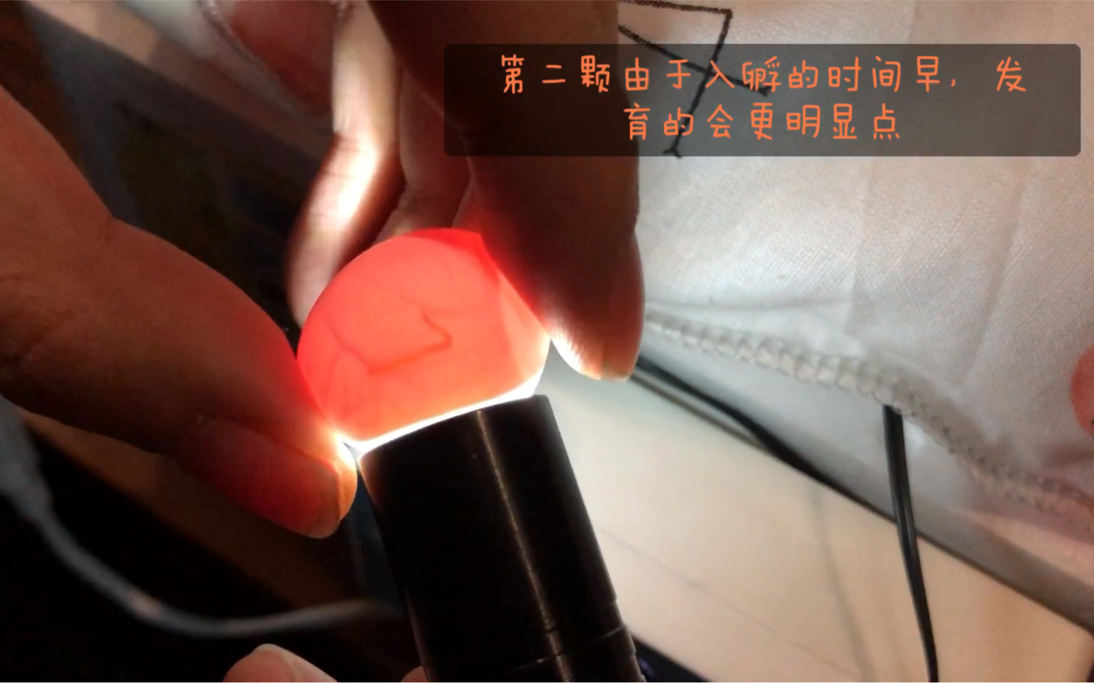 人工孵化玄凤鹦鹉第十二天照蛋和发育情况