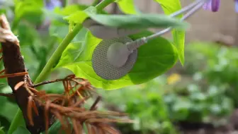 搬运 植物也要发声 科学家解读植物的语言 哔哩哔哩 Bilibili