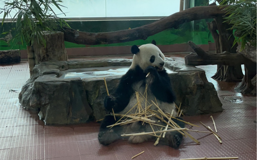 廣州動物園大熊貓吃貨日記