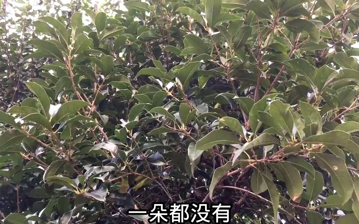 今年的桂花还没开,几百棵找到一棵开花的,你那里的桂花开了吗?哔哩哔哩bilibili