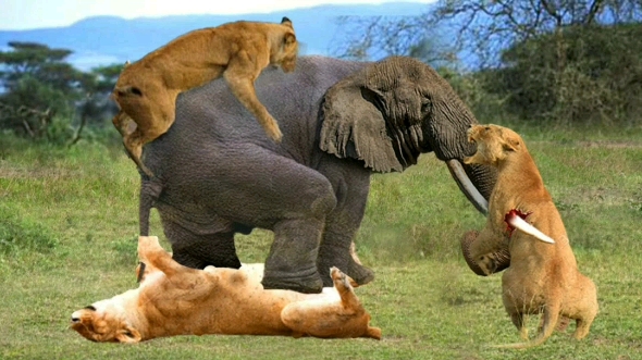 凶猛的狮子群殴大象,大象怒了单挑狮群