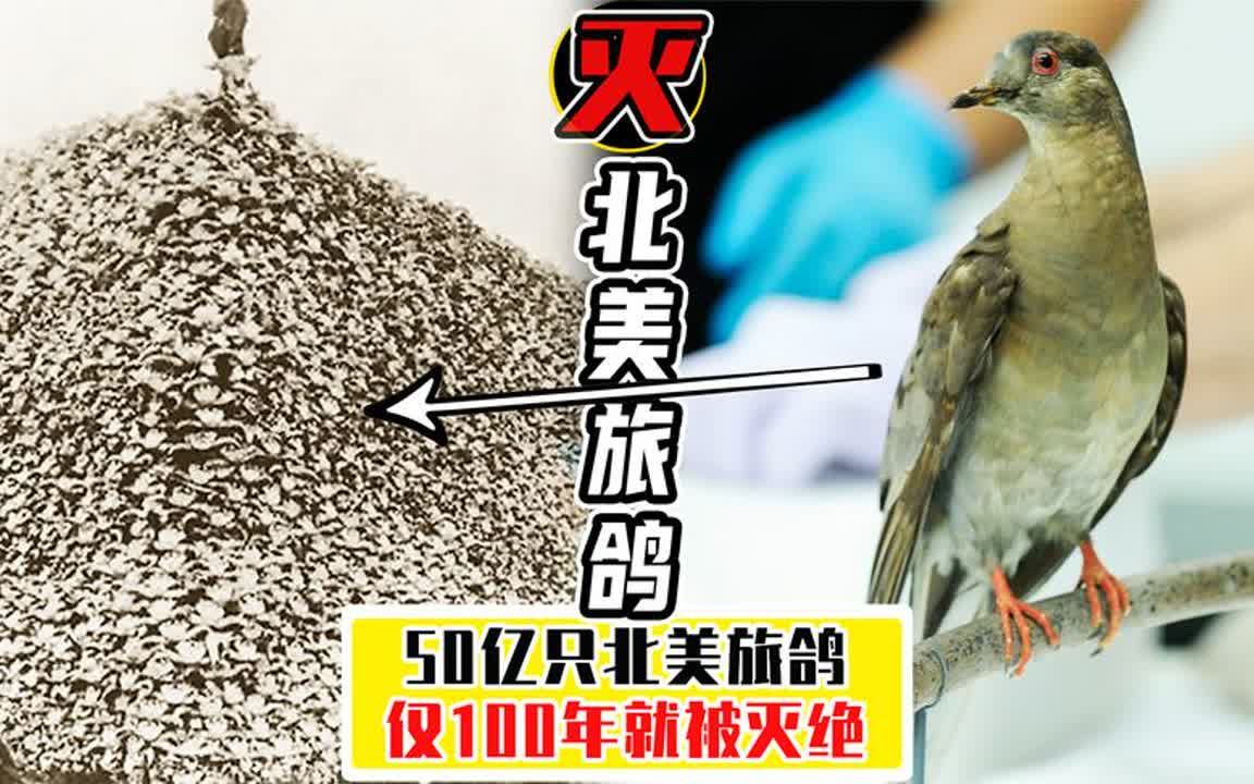 从50亿只到全部灭绝,仅用了100年时间,北美旅鸽被美国人吃灭绝