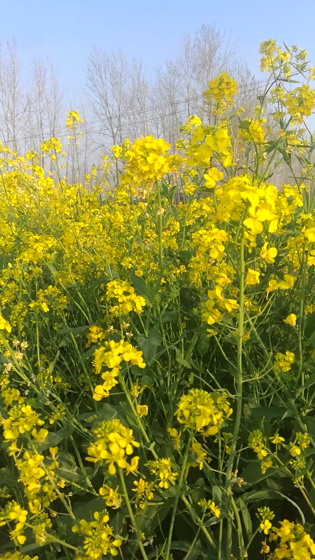 [图]好一朵美丽～哦不，好一片美丽的油菜花～