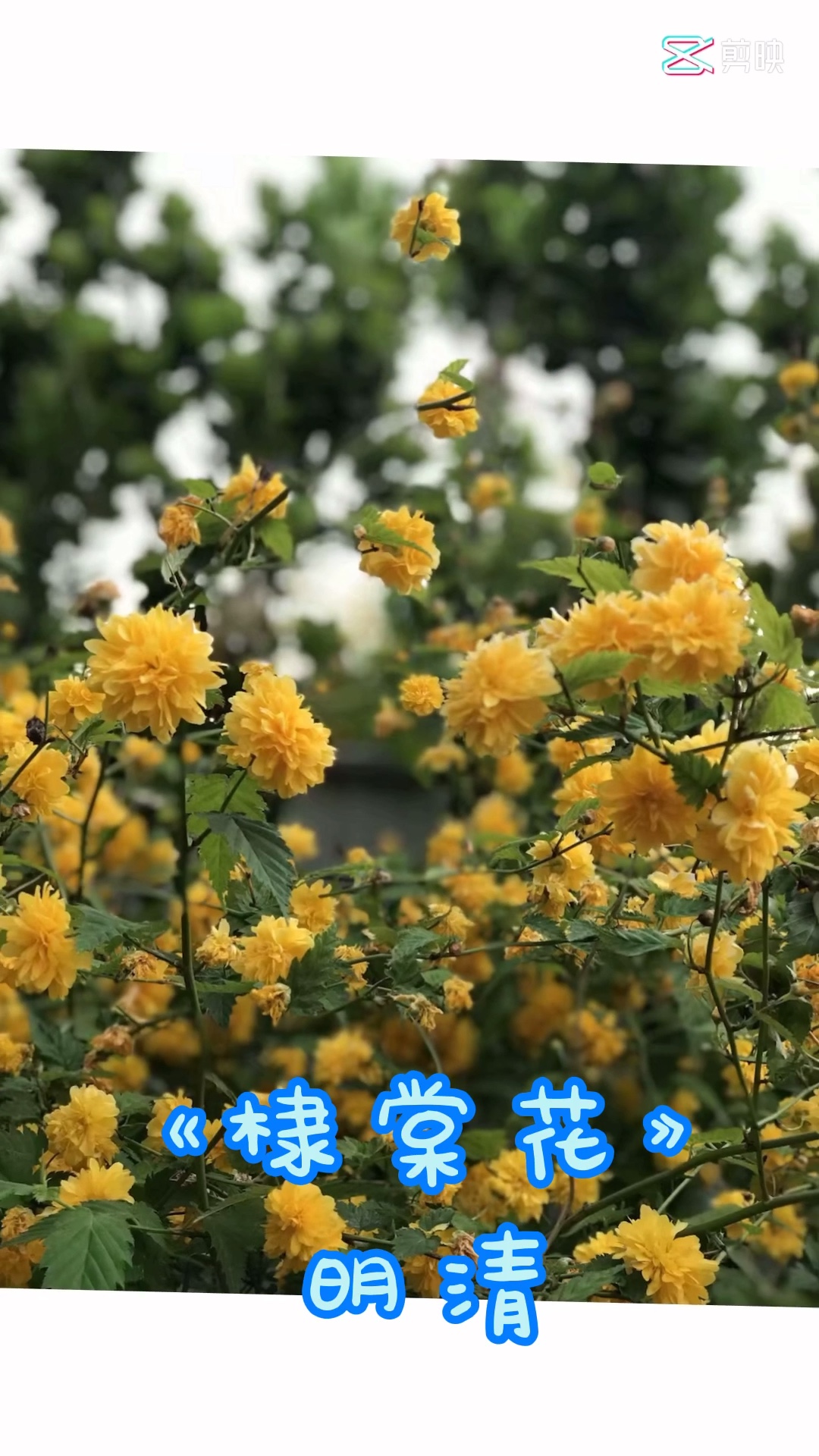 《棣棠花》(明清的诗)哔哩哔哩bilibili