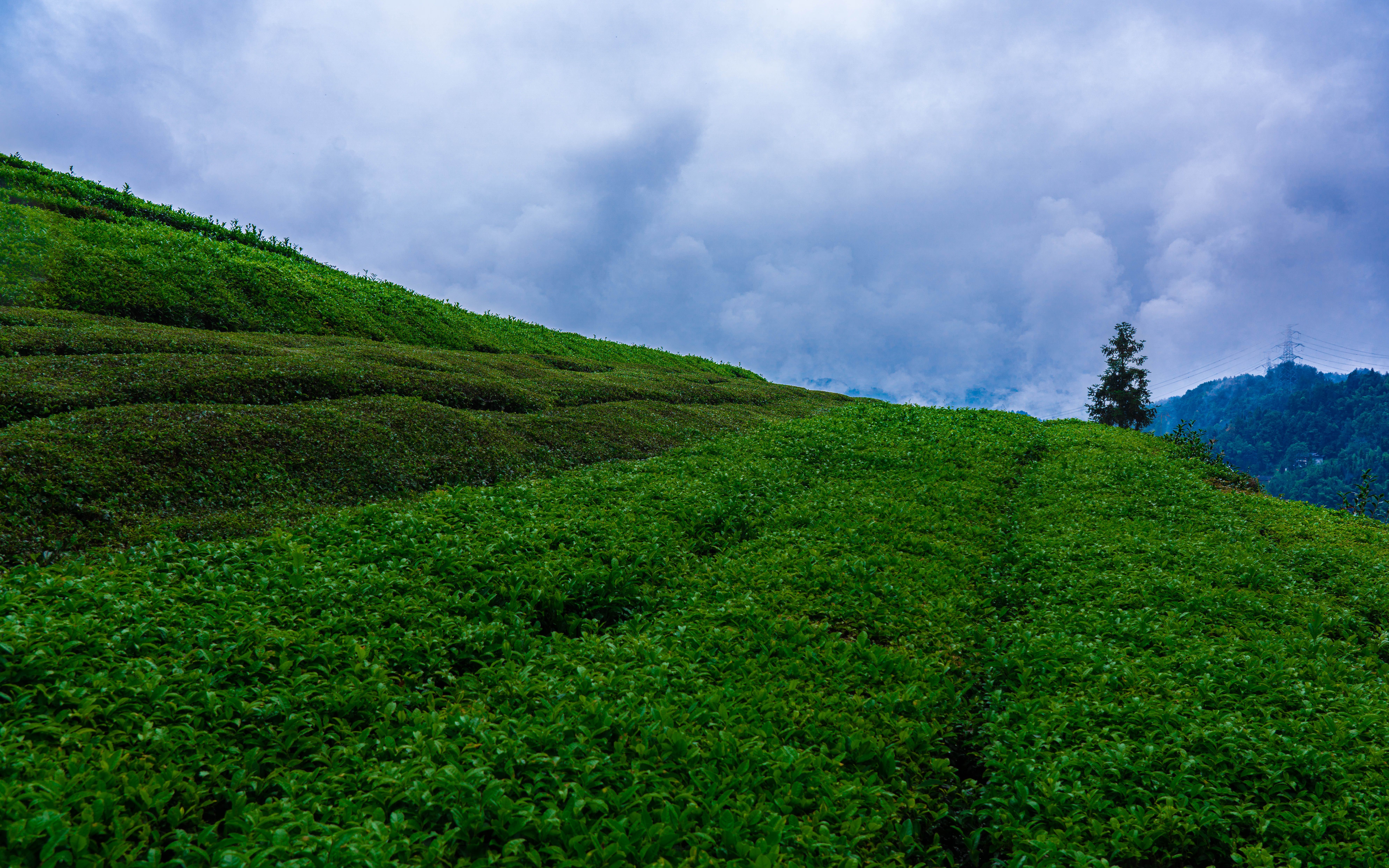 【周末风光摄影】烟雨茶园