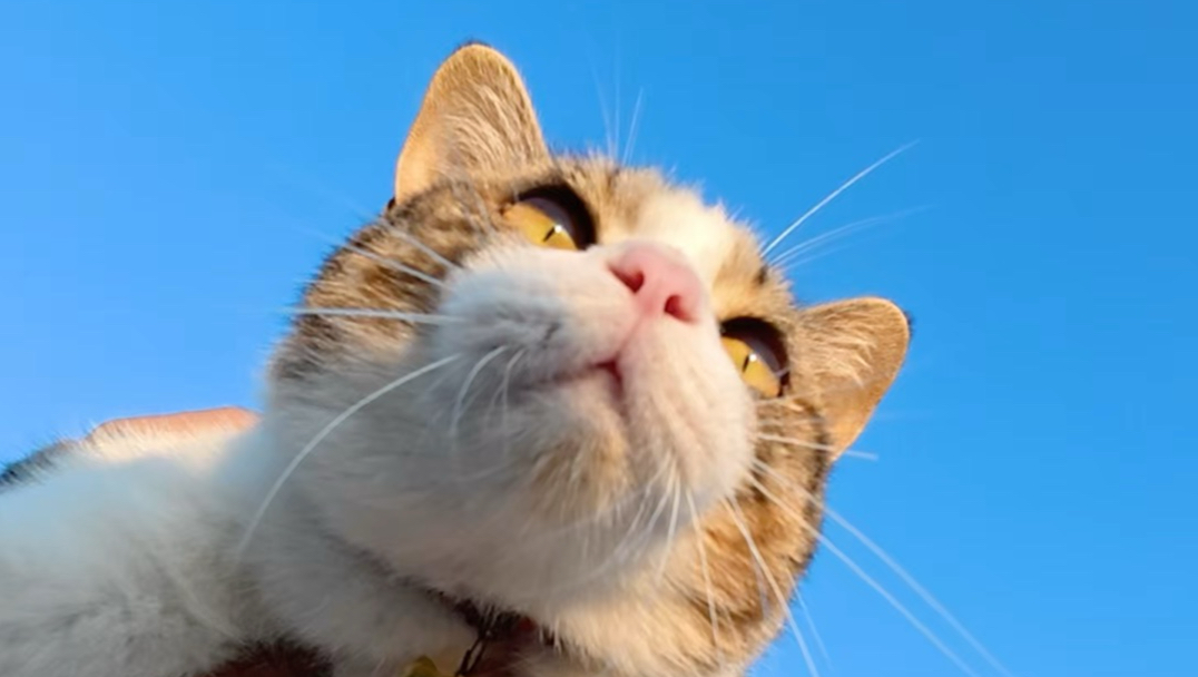 万一小猫是自愿的呢！