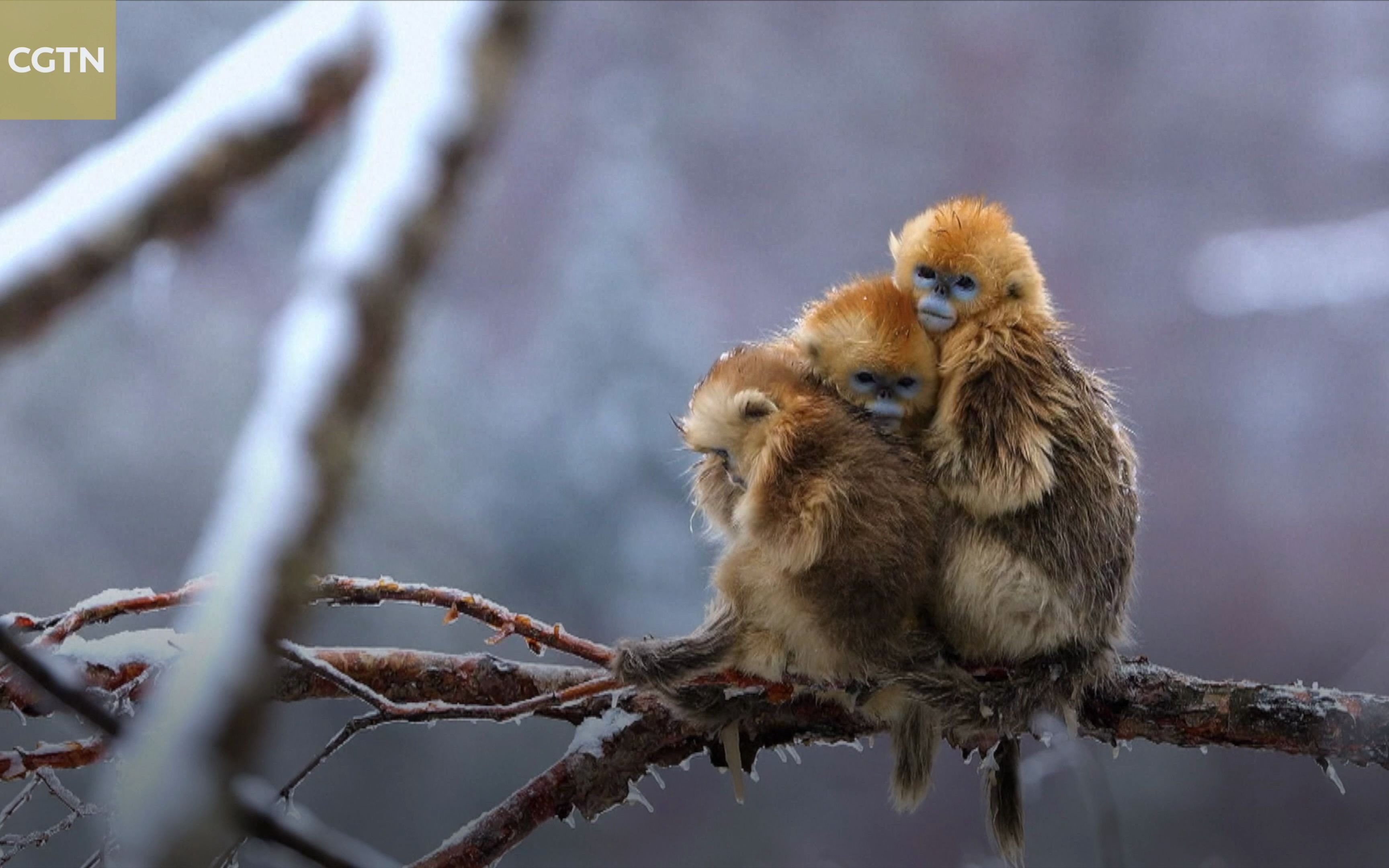 冬天来了北方多地野生动物抱团取暖