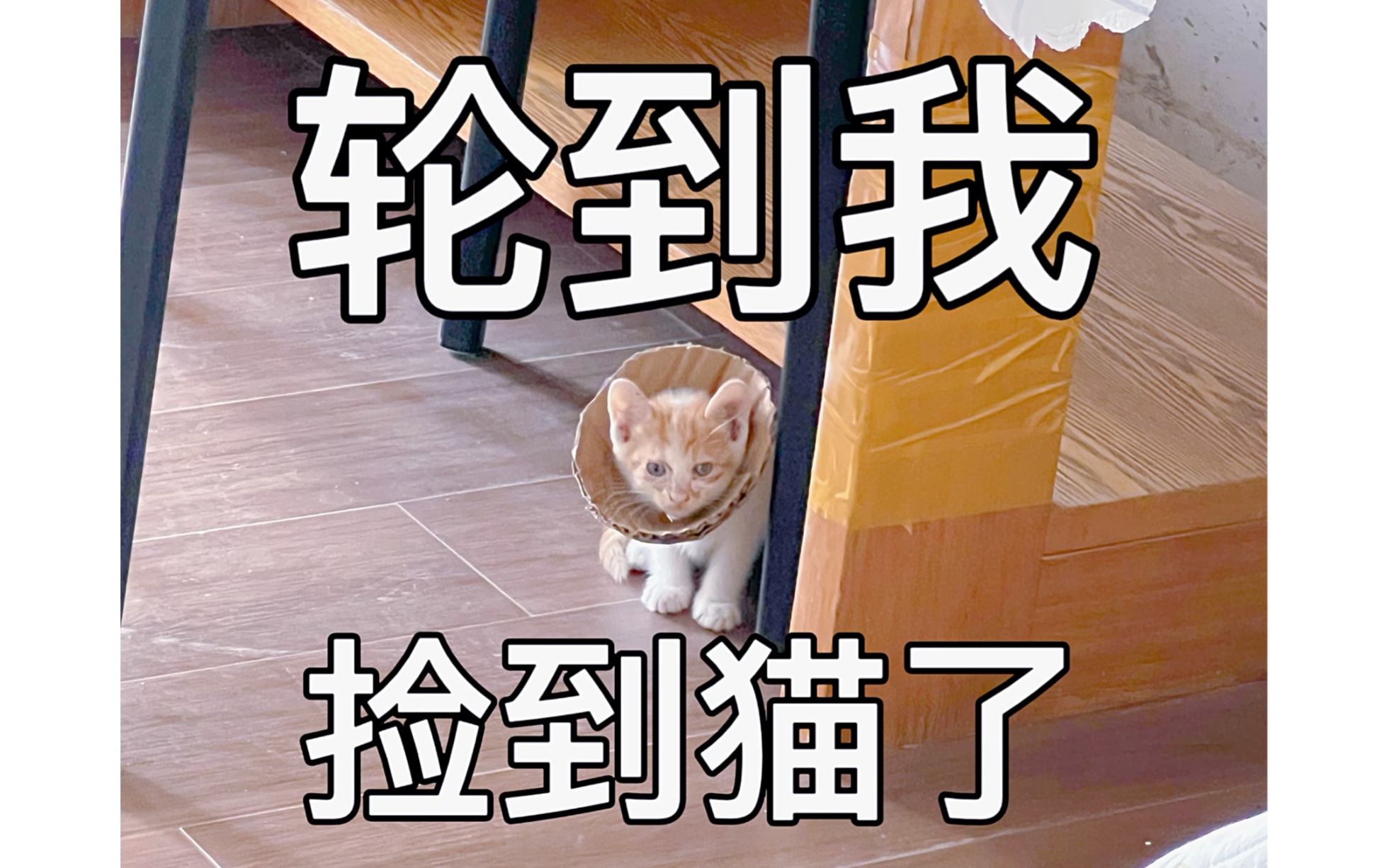 天天刷捡猫视频真的会捡到猫!哔哩哔哩bilibili