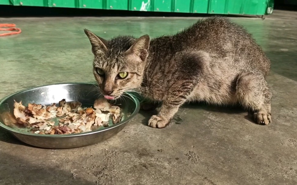 这只流浪猫差一点儿饿死,竟然可以连续吃那么久!