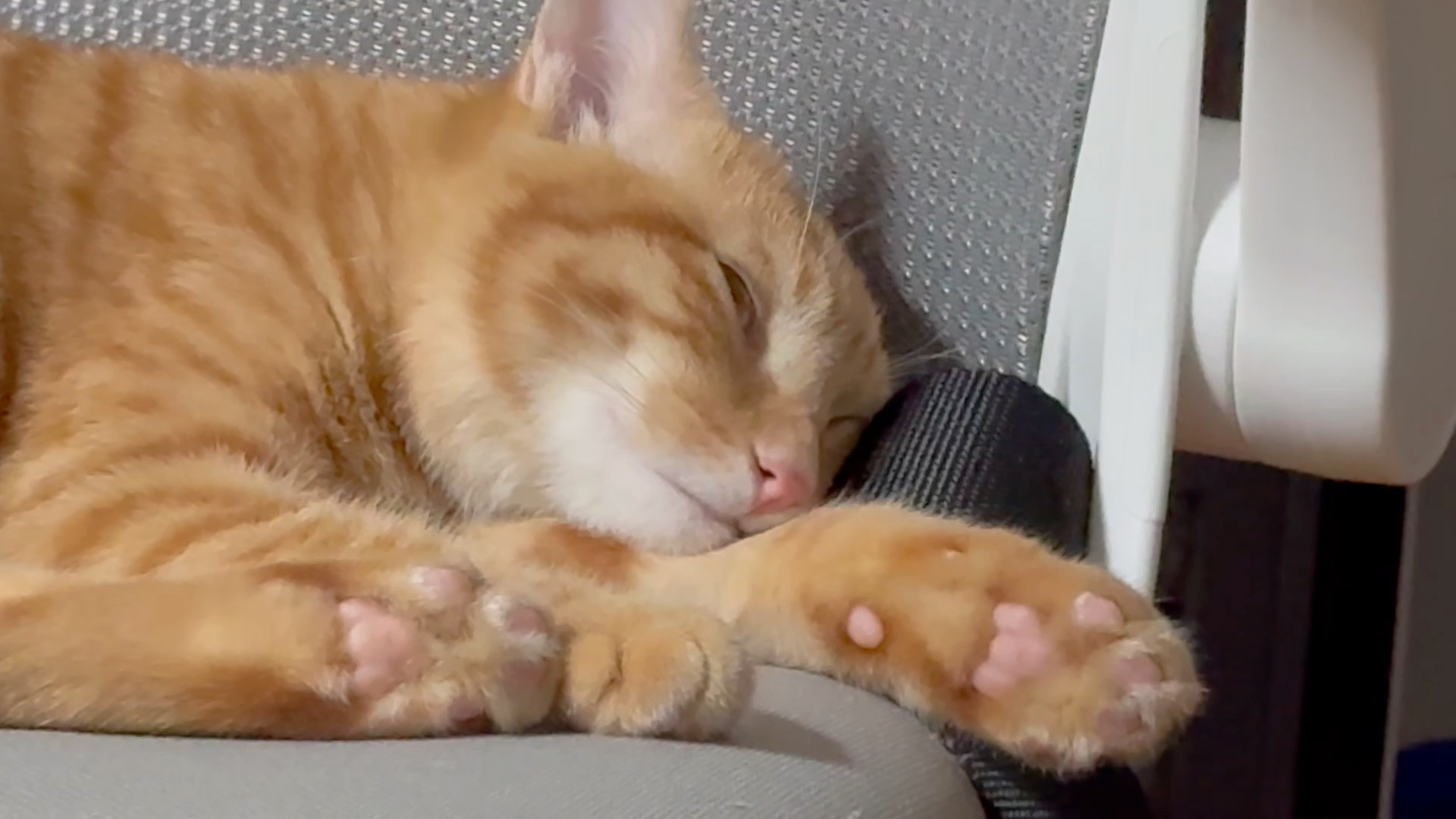 猪咪噔噔的躺平周末