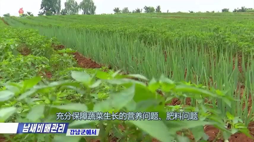 [图]【朝鲜农业】为首都市民保障蔬菜生产