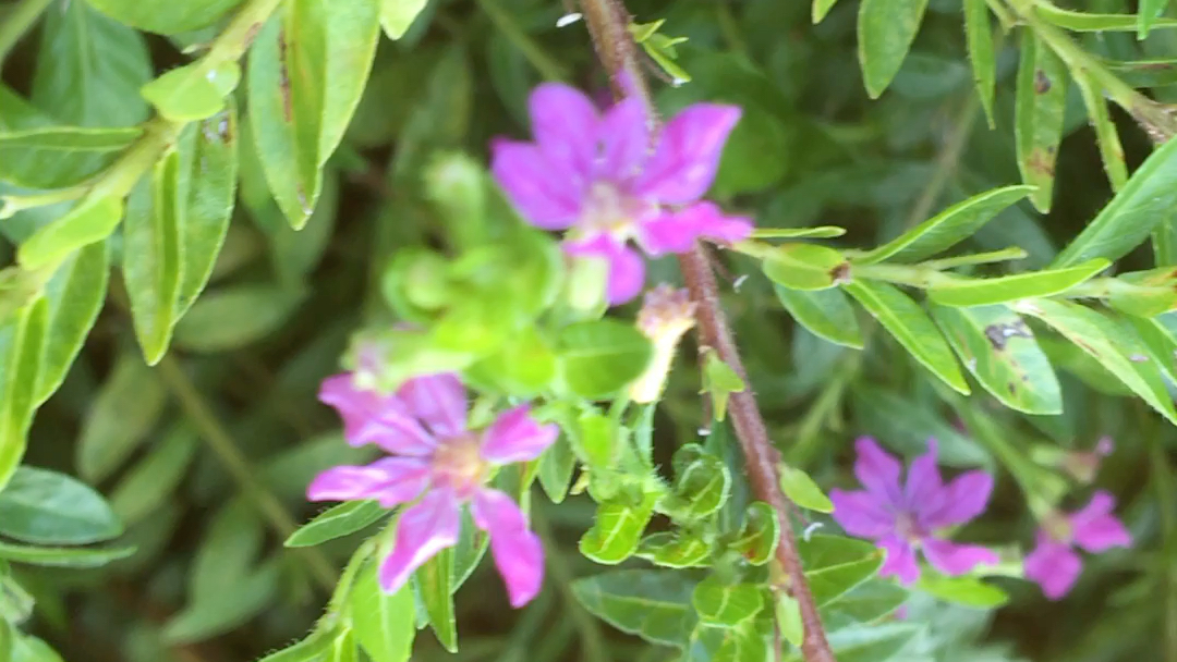 [图]野草野花