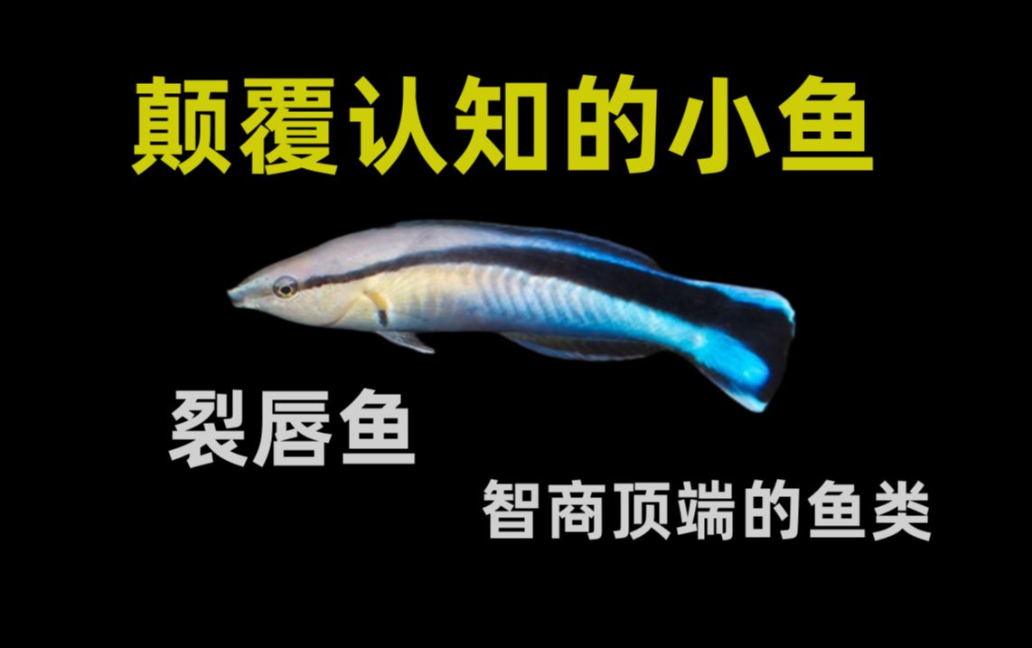 鱼类的智商顶端居然是这么小的鱼?裂唇鱼到底有多逆天哔哩哔哩bilibili