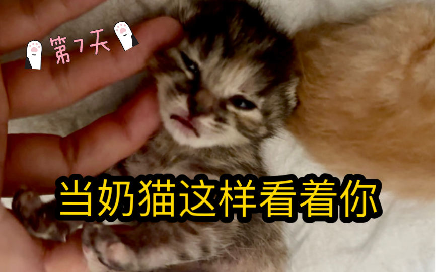 养猫崽儿的日常| 才第七天,猫崽崽就会卖萌啦哔哩哔哩bilibili