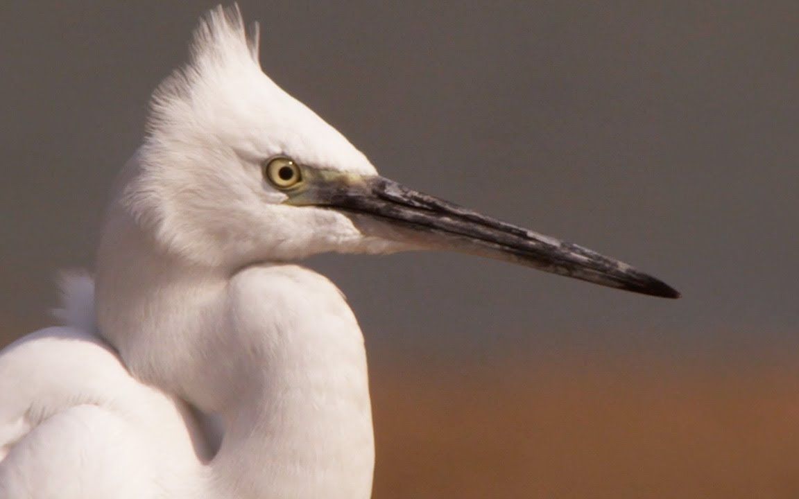 印度的鸟类天堂 02恒河