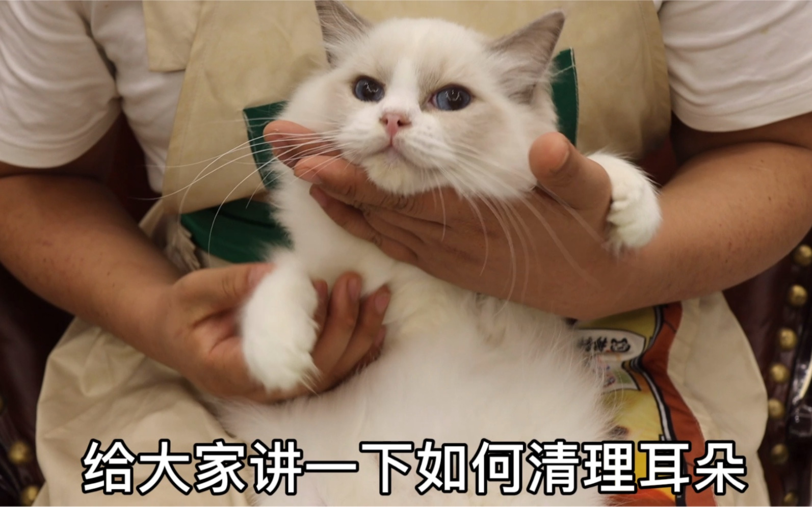 猫咪耳朵脏或耳螨了如何给猫猫清理耳朵哔哩哔哩bilibili