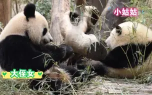 Tải video: 大熊猫和花、艾玖-熊与熊之间的差距竟然有这么大，但是同步率仍然超高