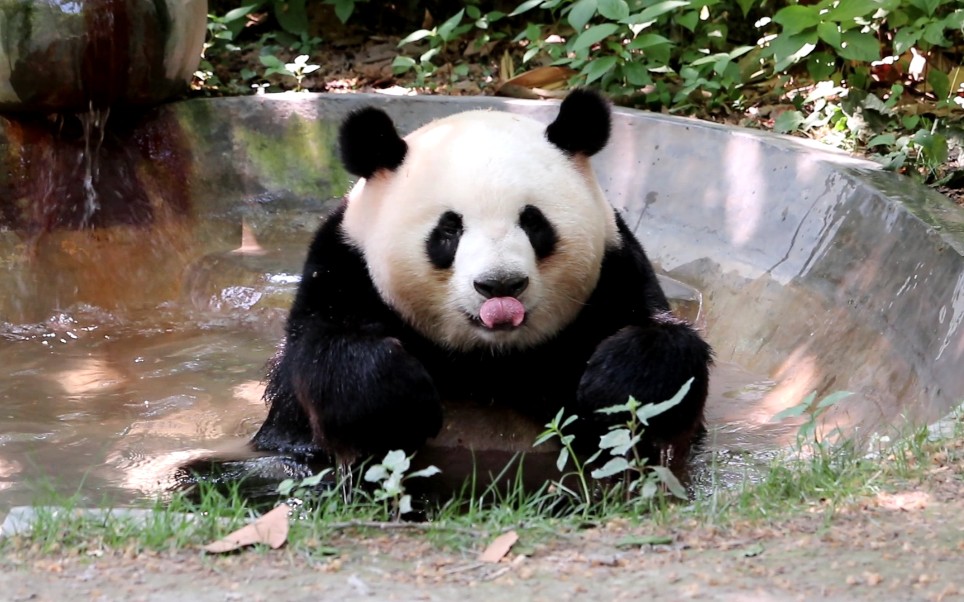 【大熊猫迎迎】大馒头泡澡_哔哩哔哩 (゜-゜)つロ 干杯~-bilibili