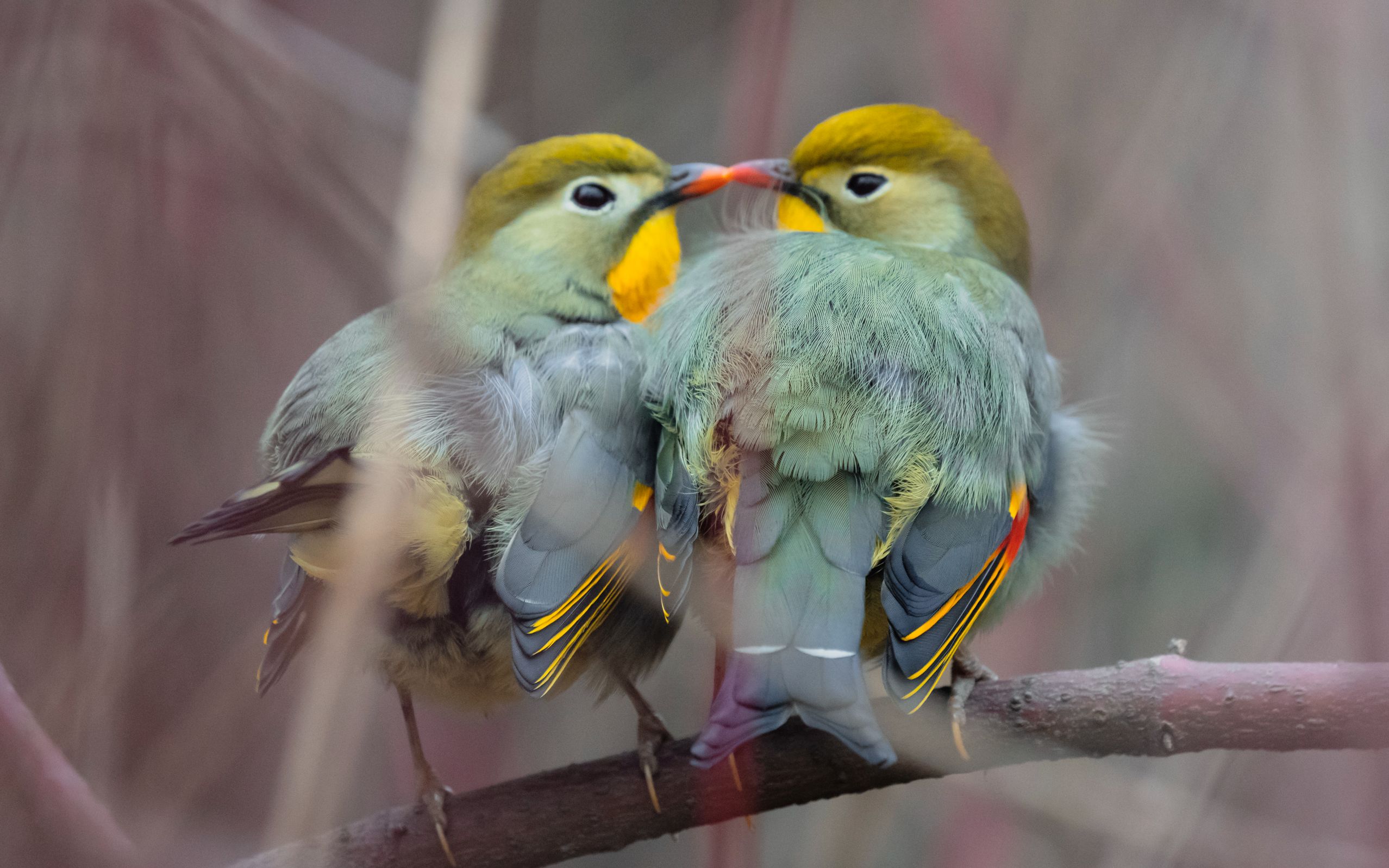 一起梳毛的相思鸟