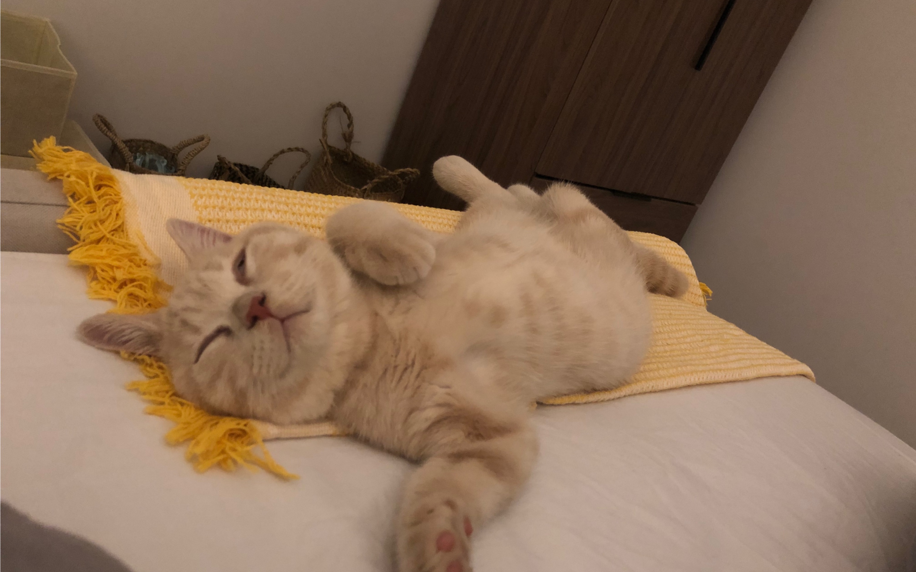 奶油色小英短啵啵