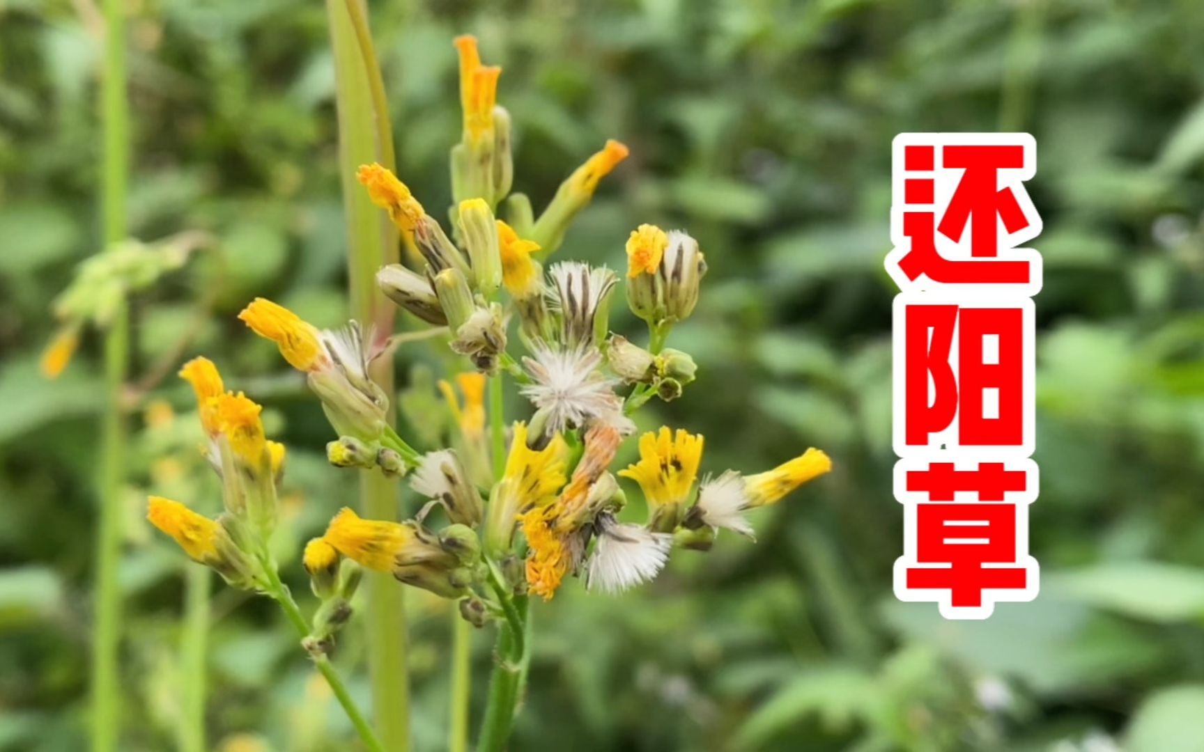 黄鹌菜别名“还阳草”,懂的人把它当宝贝,看看到底有啥好价值?哔哩哔哩bilibili