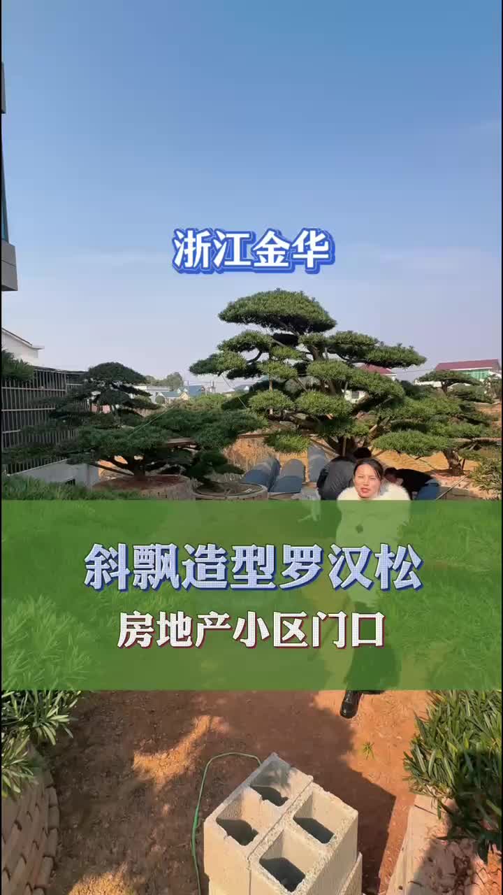 房地产水景临水罗汉松哔哩哔哩bilibili