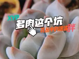 Télécharger la video: 快来多肉坑底畅游吧