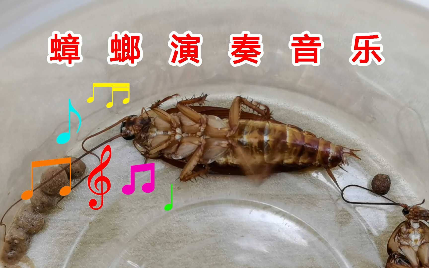 蟑螂演奏音乐?配这个bgm刚刚好!