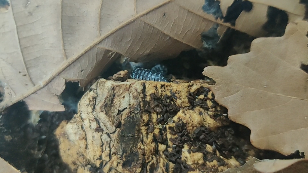 armadillidium maculatum 斑马鼠妇