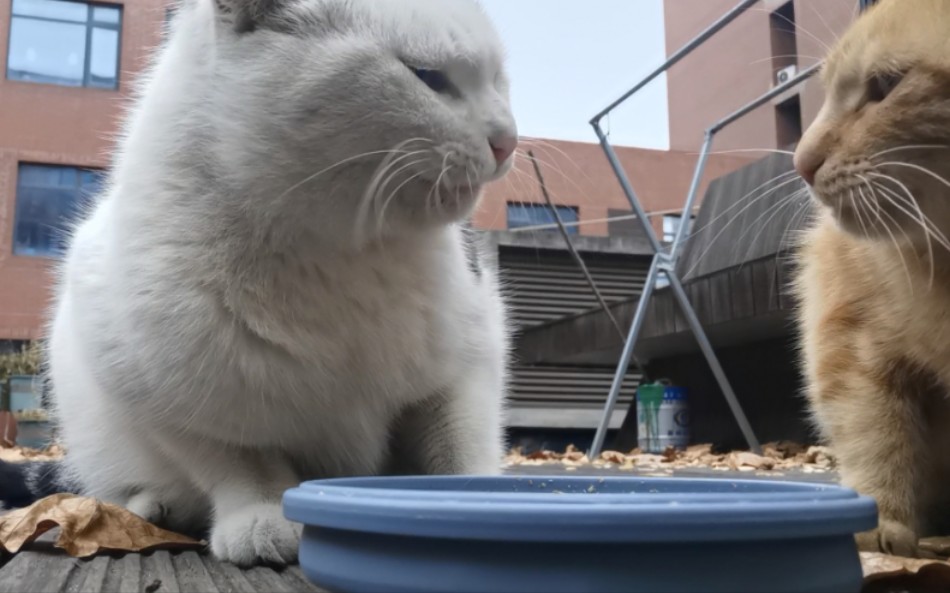 [图]沉浸式喂校猫2