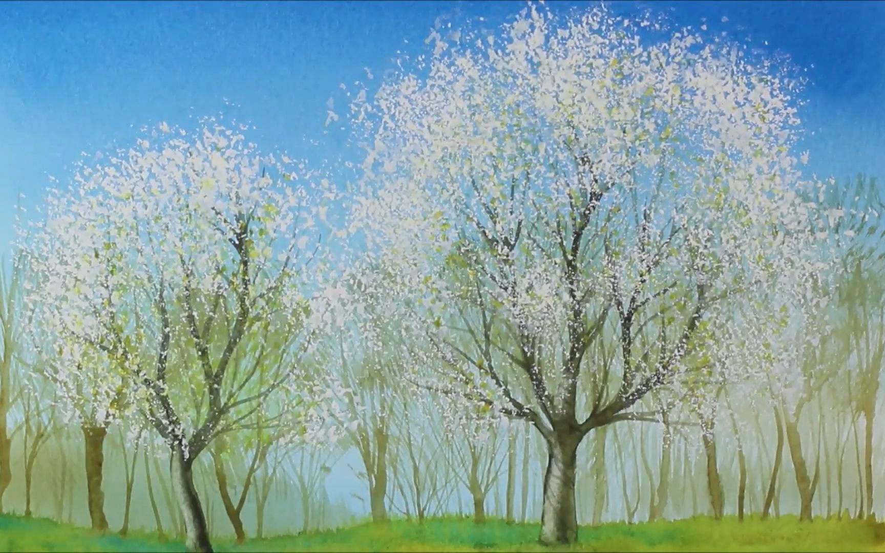 【水彩/插画】盛开的樱花树