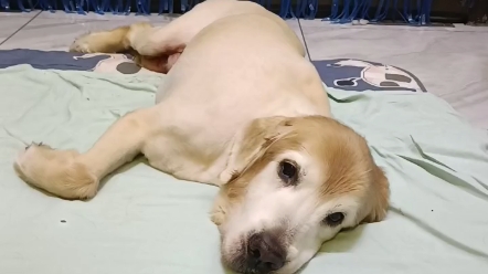 记录哈尼宝贝 老年狗生