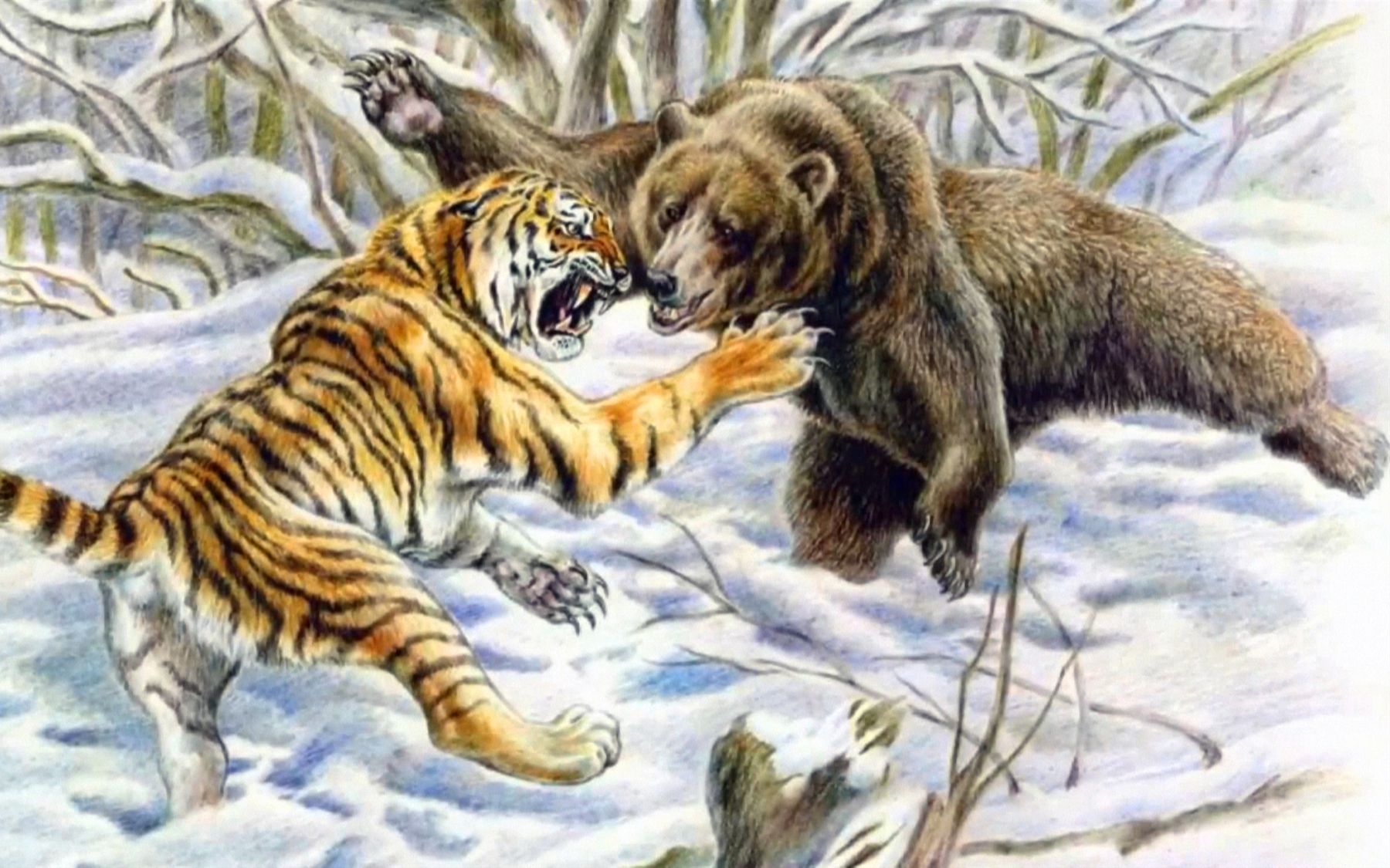 河马vs棕熊图片