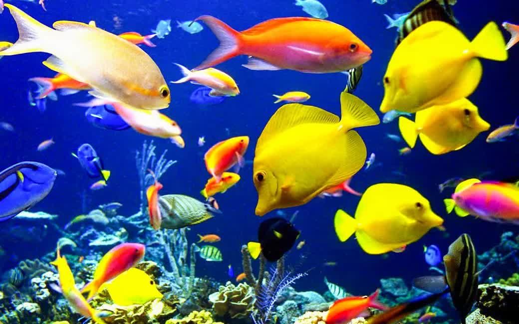 96 多彩缤纷的海洋鱼类96 与轻松助眠的bgm【悠瞰八方】