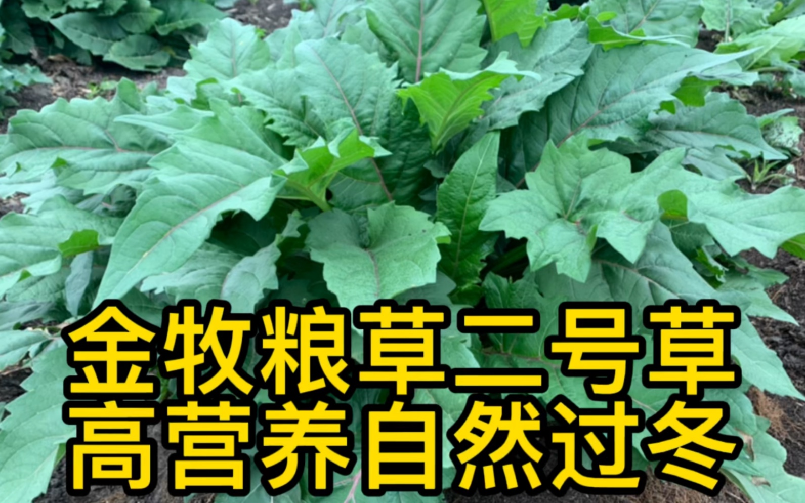 金牧粮草二号草高营养自然过冬它是怎么汲取水分的呢