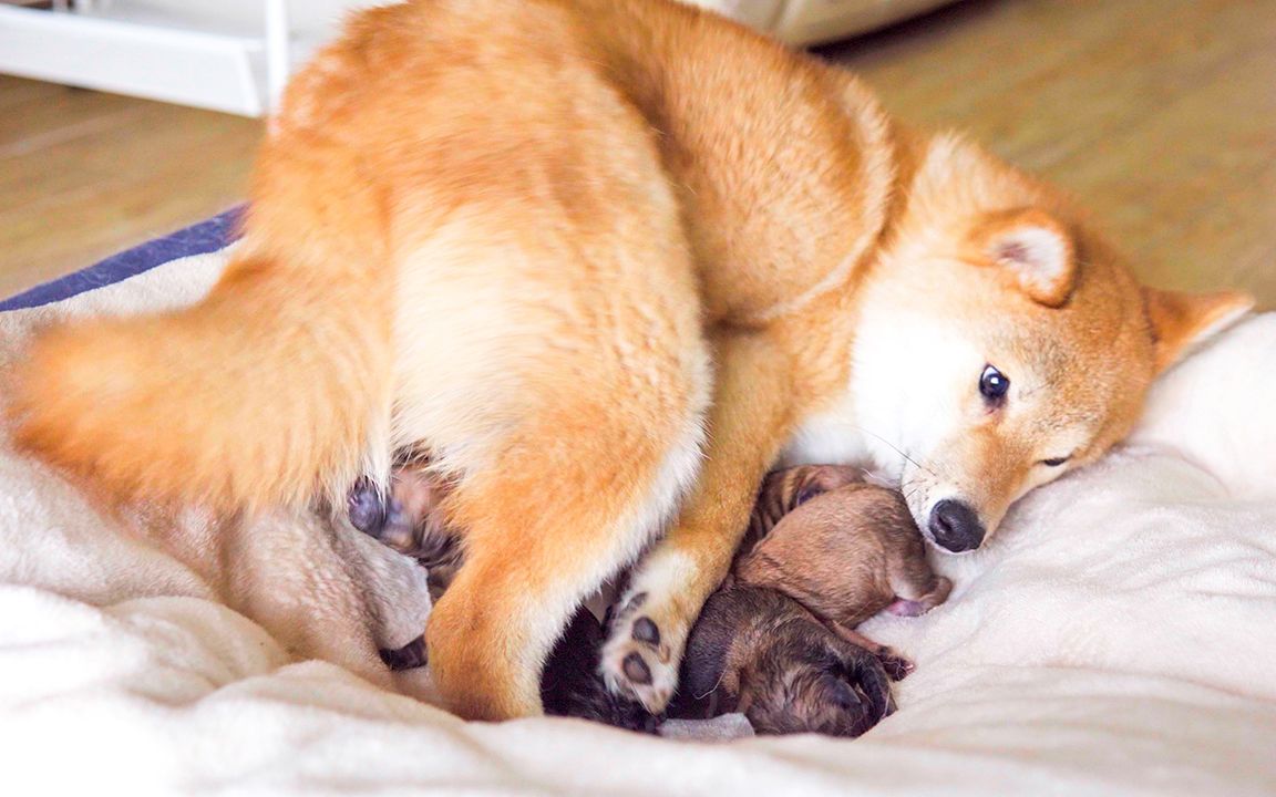 小柴犬第一次当妈妈,特别疼爱小宝宝_哔哩哔哩_bilibili