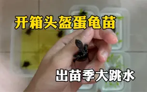 下载视频: 开箱十只头盔蛋龟～