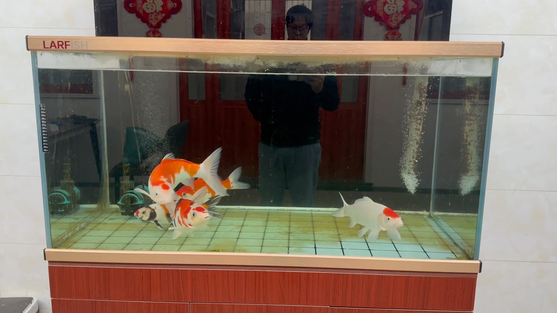 鱼缸养锦鲤第847天