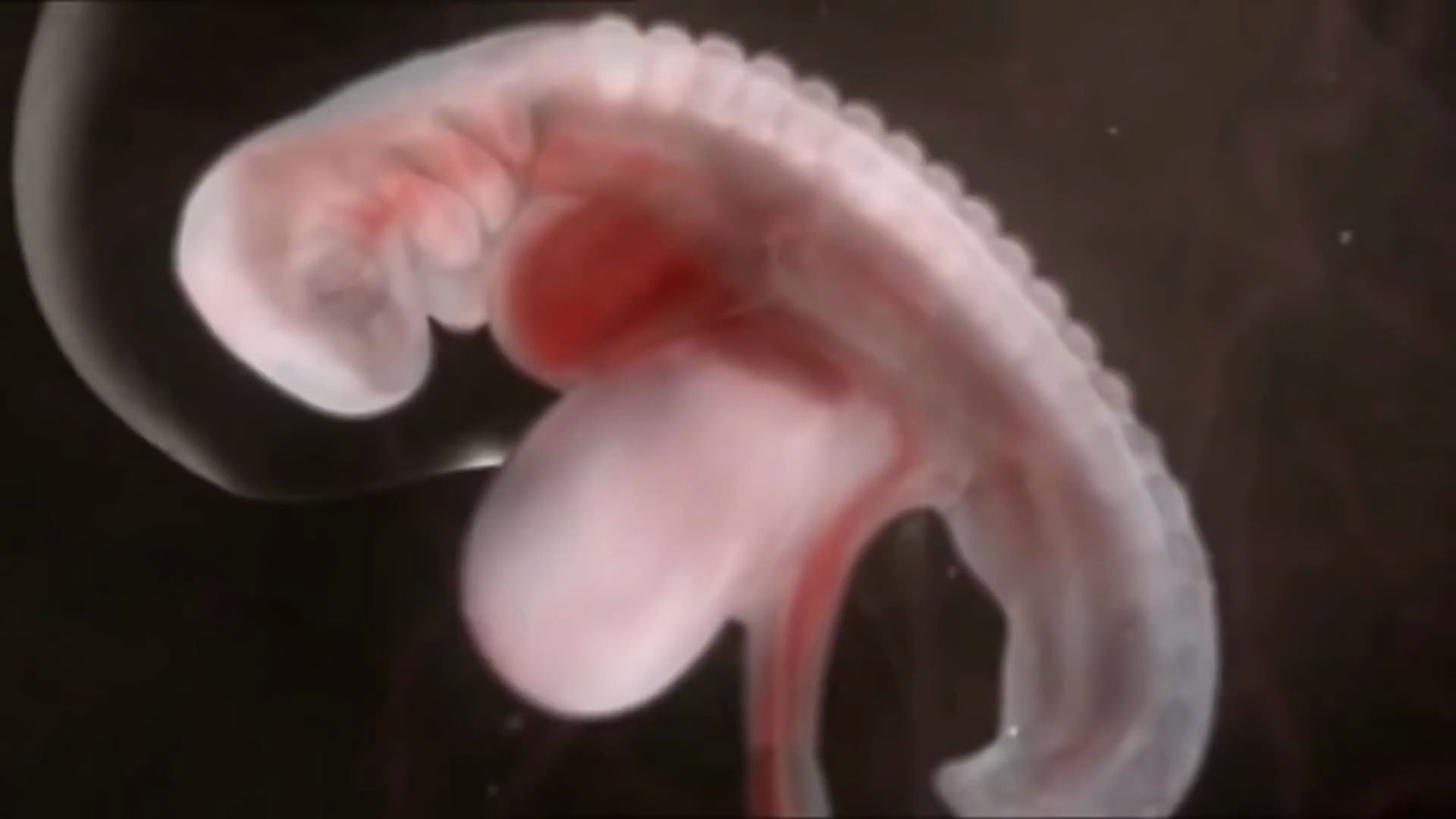 [图]Amazing Animation of a Fetus Growing in the Womb_从受精到胚胎发育完成全过程_1080p