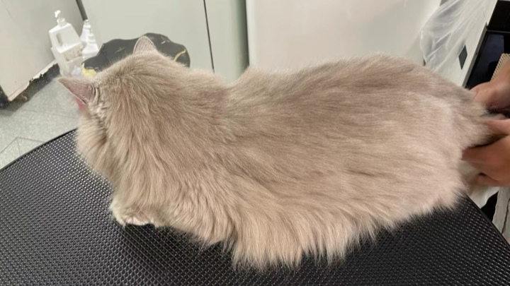 灰褐色小猫猫