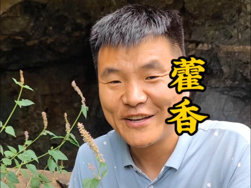 藿香是唇形科藿香属草本植物,藿香不仅是一种香料,还可以烙饼吃,你们都是怎么用藿香的呢!#植物科普 #识百草 #藿香 #中草药 #三农哔哩哔哩bilibili