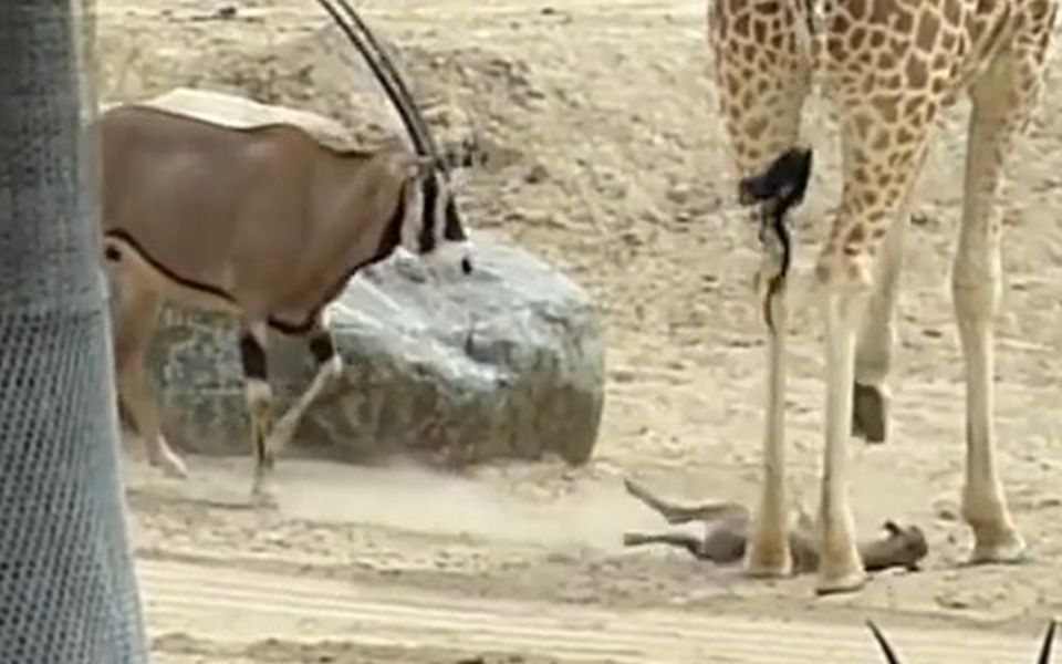 圣地亚哥动物园-长颈鹿踩死剑羚幼崽