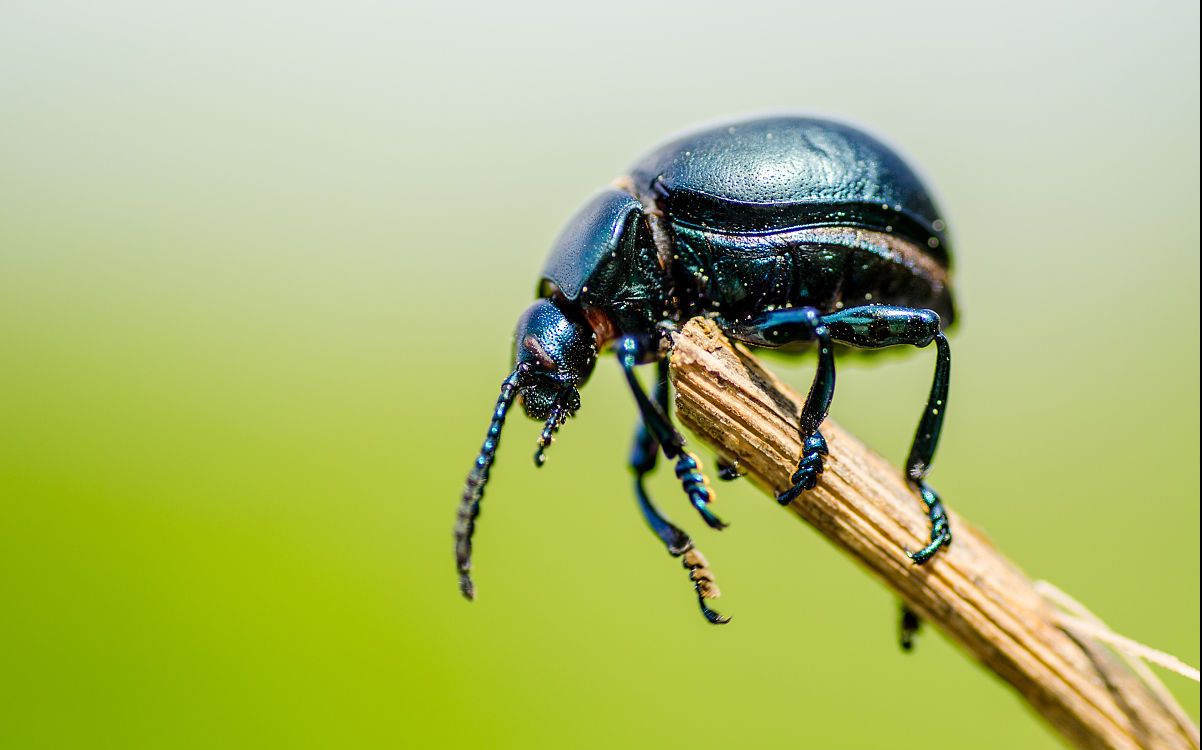 昆虫的口器【一】【咀嚼式口器 虹吸式口器】【古河ovo】