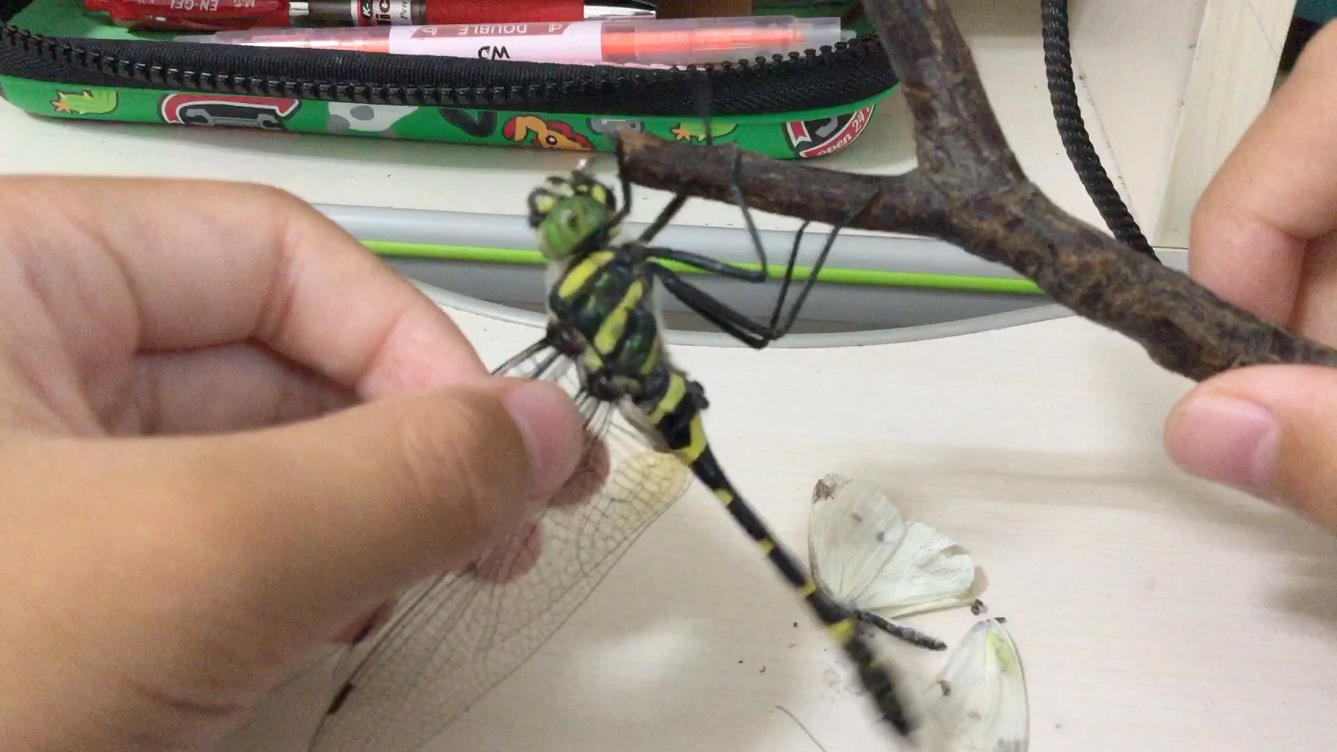 闪蓝丽大伪蜓生活记录